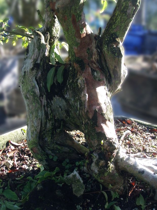 Crape Myrtle Bonsai Tree 44 Tall Large Specimen  