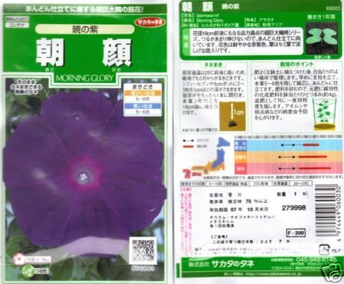 Japanese Morning Glory Seeds Akatsuki No Murasaki RICH  