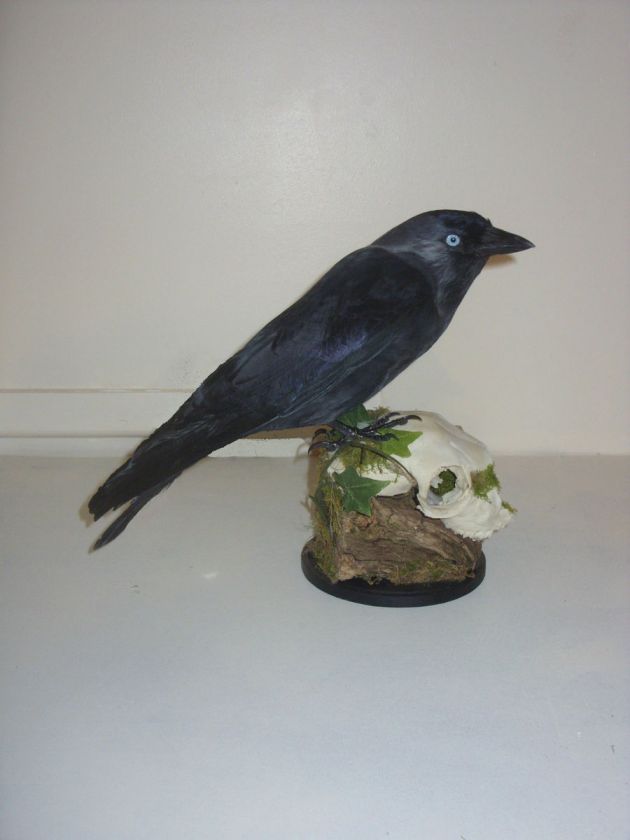 TAXIDERMY JACKDAW   CROW FAMILY   GOTHIC   PART SKULL  STUFFED BIRD 