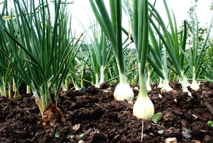 Mixed Onion Bulbs Sets Ready for Planting. Free Shipppingon 2nd Order 