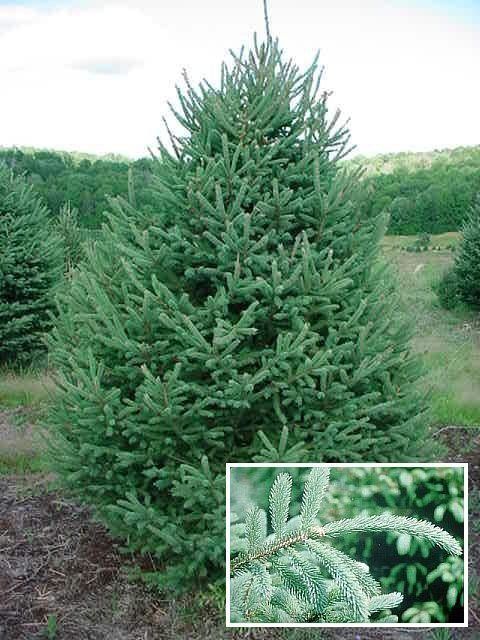 MOST POPULAR White Spruce TREE seeds  