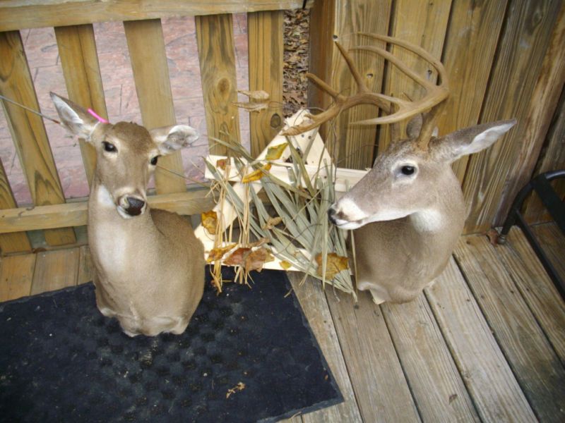 TAXIDERMY 10 PT.W/T DEER & DOE SHO. MOUNTS CABIN DECOR  