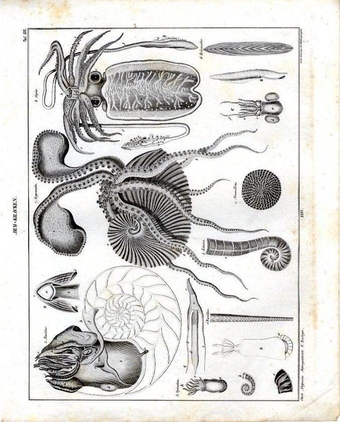 Linsenstein (Nummulites lenticularis), Perlboot/Nautilus (Nautilus 