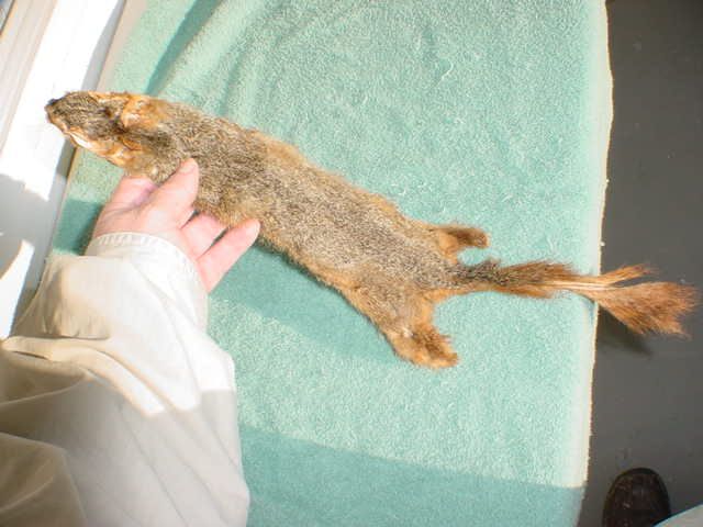 Squirrel pelt rodent skin hides taxidermy a hunted fur  