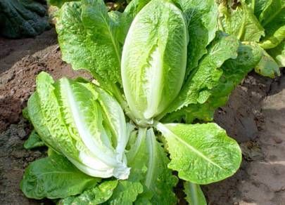 PARIS WHITE COS ROMAINE LETTUCE 200 SEEDS VERY HEALTHY  