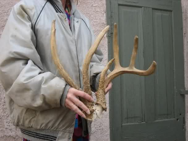 5x5 WHITETAIL DEER RACK Antlers 165 6/8 B&C mule mount taxidermy elk 