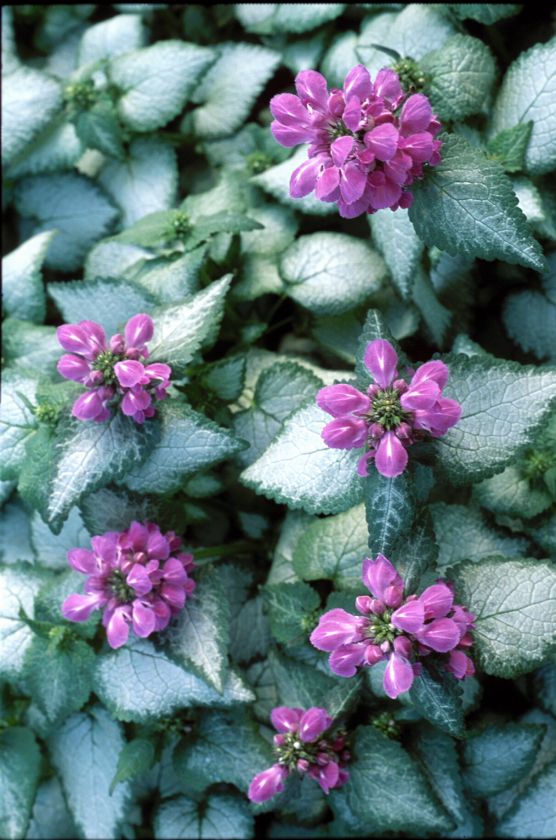 Purple Dragon LAMIUM 3 POTS Ground cover shade sun  