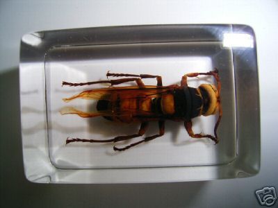 Real Lesser Banded Tiger Hornet Specimen in Lucite  