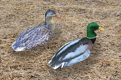 Sillosock 3 D Mallard Duck Decoys (1dz.) + DVD  