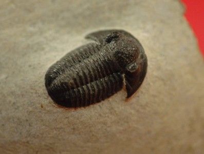   DETAILED GERASTOS TRILOBITE FROM MOROCCO   AA Quality    