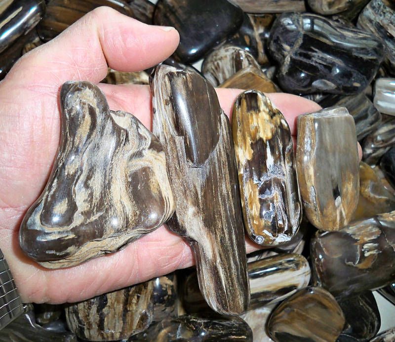 WHOLESALE POLISHED WYOMING PETRIFIED WOOD ONE # BAG  