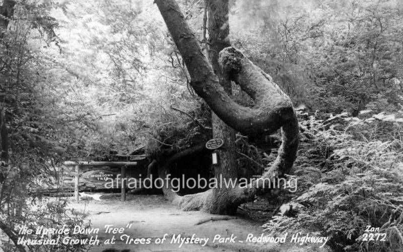 Old Photo Redwood Hwy CA Upside Down Tree  