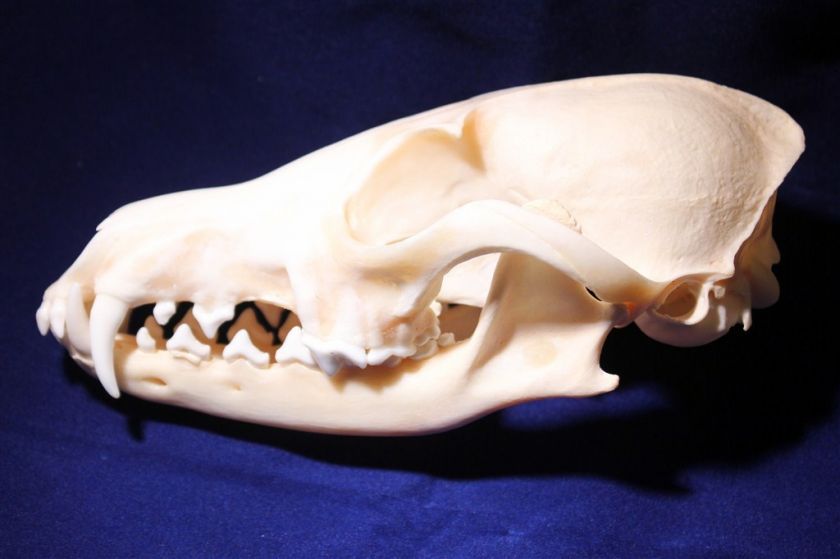 COYOTE SKULL* NATIVE AMERICAN SPIRITUAL LEADER* C5/T2  