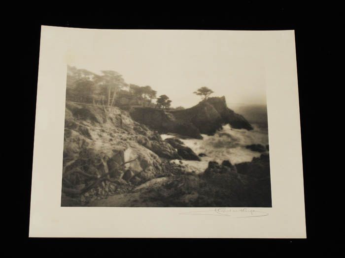   LEOPOLD HUGO PICTORIALIST LONE CYPRESS TREE PHOTOGRAPH 20S  