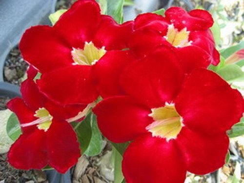 Adenium Obesum Desert Rose MONALIZA Grafted Plant  