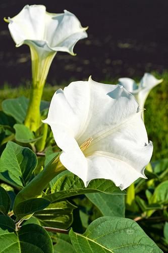 DATURA WHITE ~*INOXIA *~ SEED  