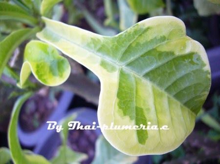 Variegated Plumeria Arrow grafted plant  