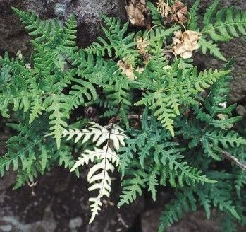   CLOAK FERN w/ Hanging Basket   3 Plants (Cheilanthes argentea)  